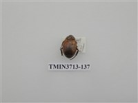 藏品(金龜子科)的圖片